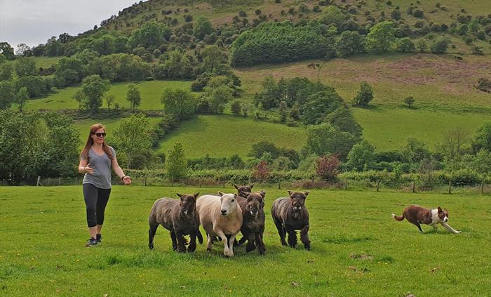 learn how to herd sheep tradtionally in Wales